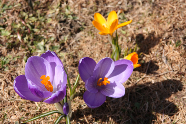 Frühlingserwachen