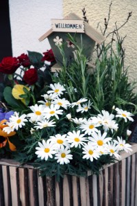 Herzlich willkomen lieber Frühling