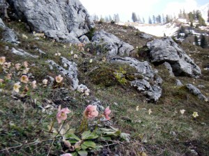 Hofalmen Filzmoos - Schneerosenblüte