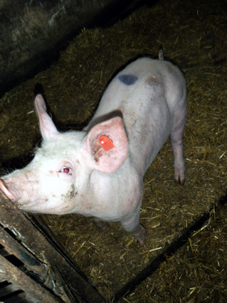 Schweinchen Rudi - der Star vom Richlegghof