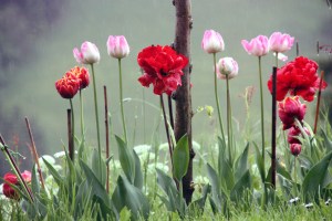 Blumenpracht im Regen
