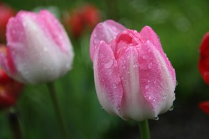 Glitzernde Regentropfen auf den Blumen