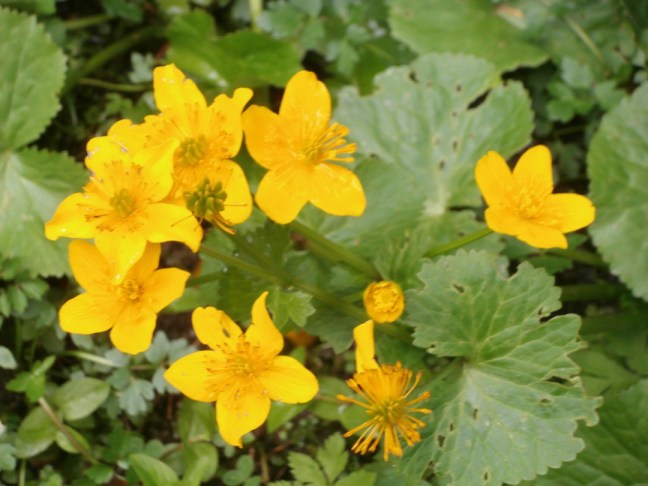 Sumpfdotterblumen bei Wandern rund um den Richlegghof in Filzmoos