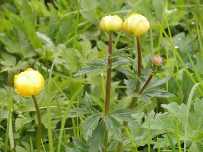 Butterblumen am Waldrand bei der Wanderung rund um den RIchlegghof in Filzmoos