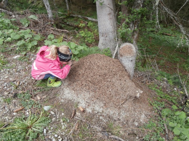 ein Ameisenhaufen ist ein echtes Naturwunder - am Richlegghof ist so mancher davon zu finden