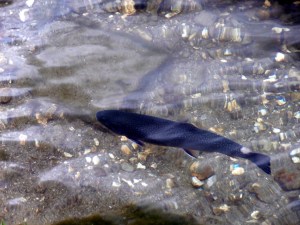 Gebirgsforellen im Steirischen Bodensee