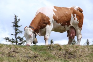 Bauernhofurlaub im Salzburgerland