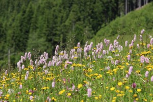Naturwiese am Richlegghof