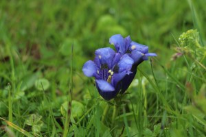 blau blau blau blueht der Enzian