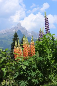 blumiger Ausblick auf die Bischofshmütze