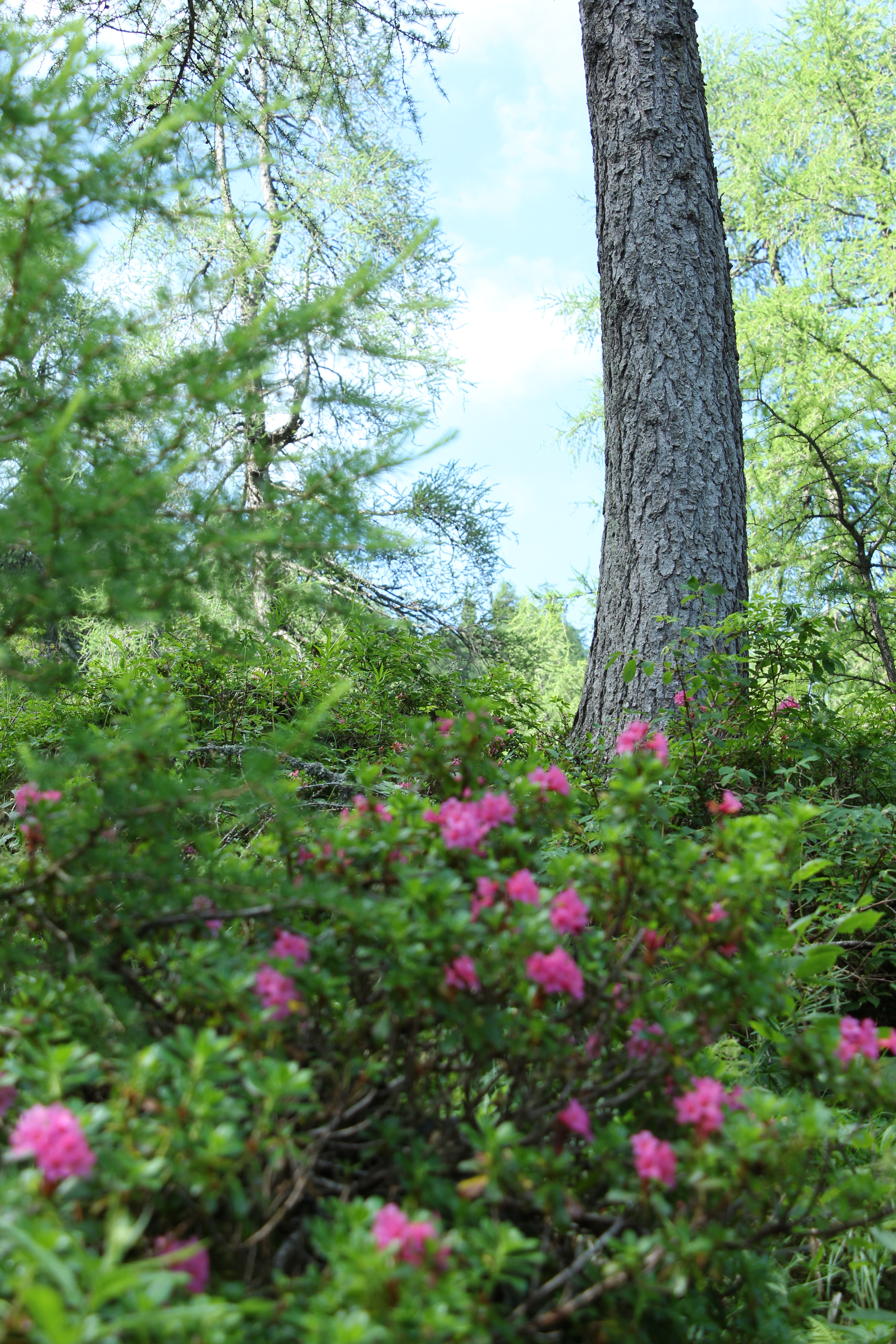 Am Weg zum Tappenkarsee