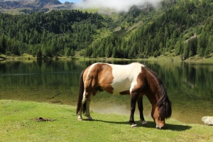 Pferde auf Sommerfrische am Duisitzkarsee
