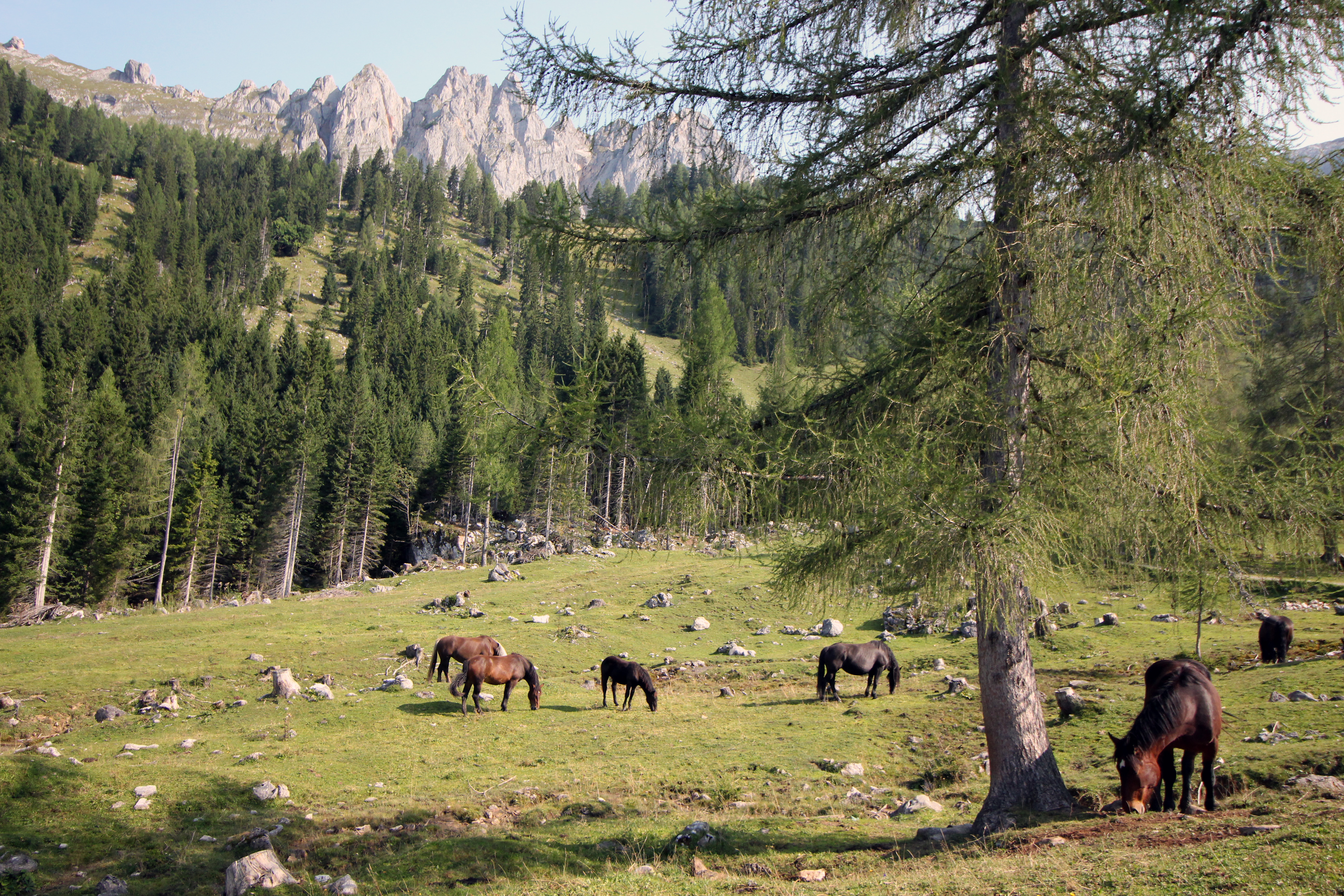 Pferdeherde auf der Hofalm