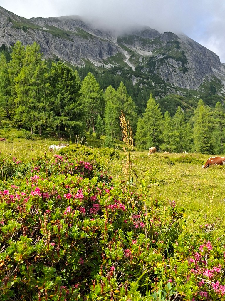 Almwandern zur Almrauschblüte