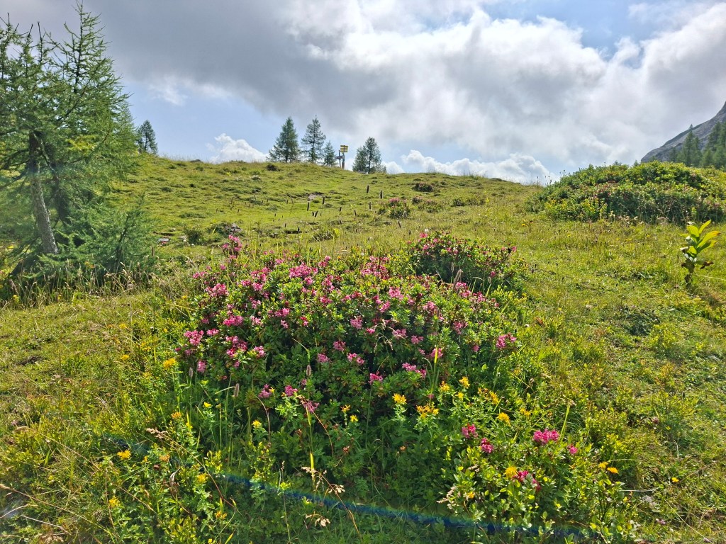 Blühender Almboden