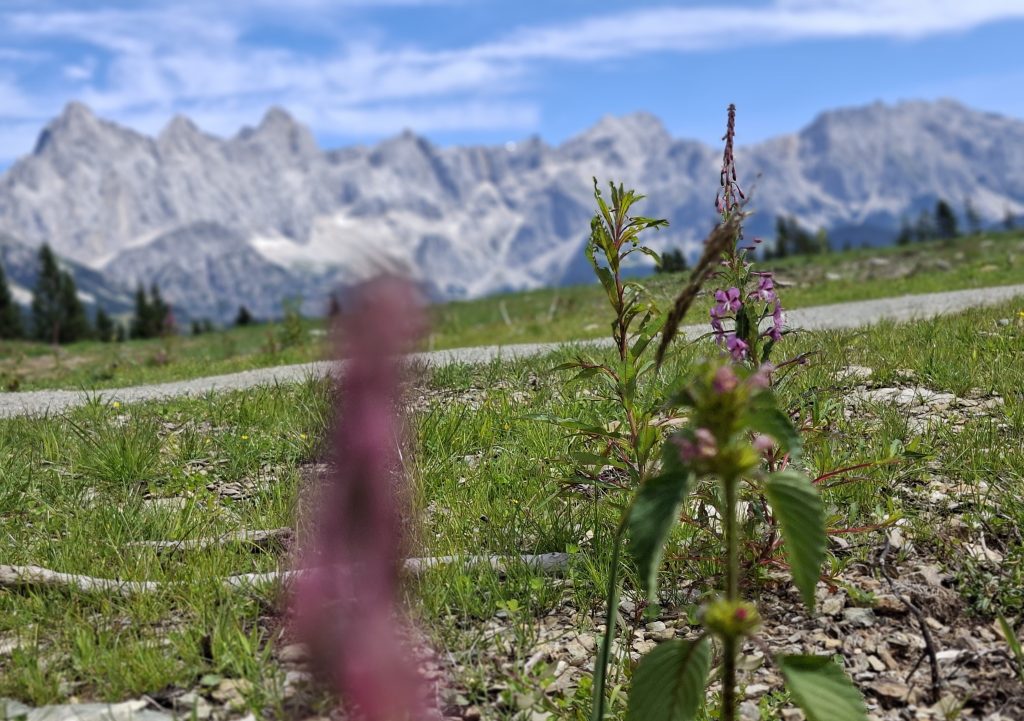 Am Rossbrand kann man die Natur in ihrer schönsten Form erleben