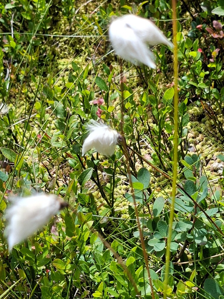 Natur pur - Wollgras am Rossbrand