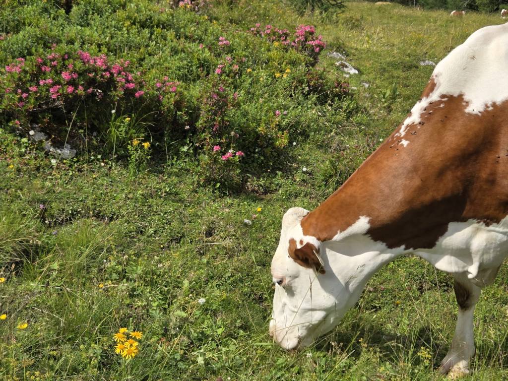 Das Vieh genießt den Almsommer